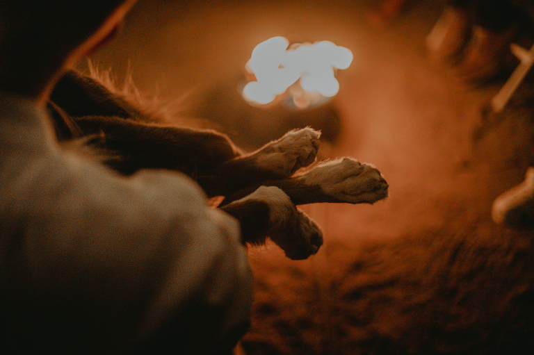 Wiley's paws are illuminated by a campfire while Paul holds him in his lap after their Alabama Hills elopement.